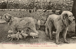 Two Pyrenees Dogs: an interesting family Two Pyrenees Dogs: an interesting family