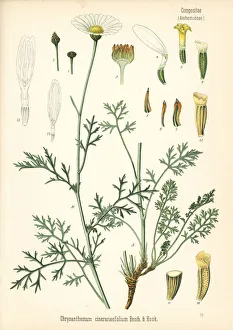 Pyrethrum, Tanacetum cinerariifolium Pyrethrum, Tanacetum cinerariifolium
