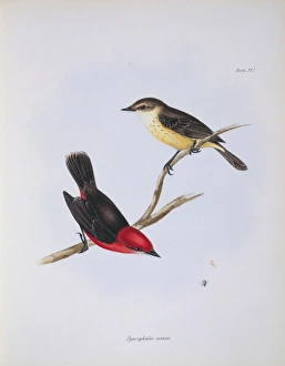 Pyrocephalus rubinus nanus, vermilion flycatcher Pyrocephalus rubinus nanus, vermilion flycatcher