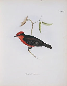 Pyrocephalus rubinus, vermilion flycatcher Pyrocephalus rubinus, vermilion flycatcher