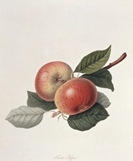 Pyrus sp., apple (Fearns Pippin apple) Pyrus sp., apple (Fearns Pippin apple)