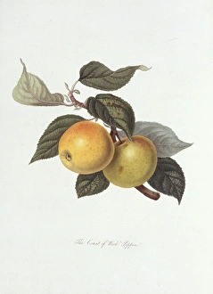 Pyrus sp., apple (The Court of Wick Pippin) Pyrus sp., apple (The Court of Wick Pippin)
