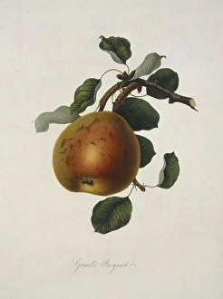 Pyrus sp., pear (Gansels Bergamot Pear) Pyrus sp., pear (Gansels Bergamot Pear)