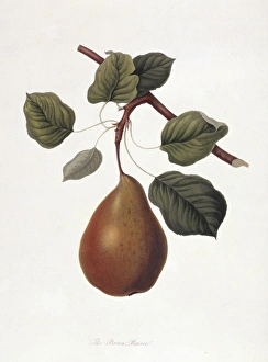 Pyrus sp., pear (The Brown Beurre Pear) Pyrus sp., pear (The Brown Beurre Pear)