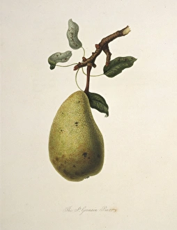 Pyrus sp., pear (True St. Germain Pear) Pyrus sp., pear (True St. Germain Pear)