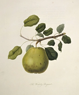 Pyrus sp., pear (Wormsley Bergamot Pear) Pyrus sp., pear (Wormsley Bergamot Pear)