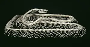 Prints of Skeleton of a tiger python (Python molurus) from Southeast Asia, now part of the collections of the Natural History Museum, London Indian Python Prints: Tiger Python Skeleton Print - Natural History Museum, London