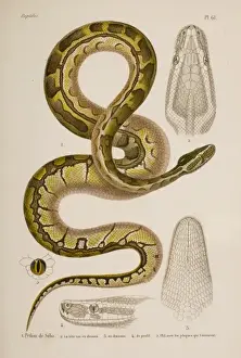 Prints of Hand coloured lithograph from final volume of Erpetologie Generale ou Histoire Naturelle complcte des Reptiles (1854) by A.M.C. Dumeril, G. Bibron, and A. Dumeril Snake Prints: African Rock Python Print, Hand Coloured Lithograph