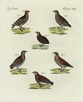 Quail, bobwhite, Madagascar buttonquail Quail, bobwhite, Madagascar buttonquail