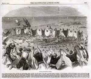 Images Dated 17th January 2019: Quail catching in Syria 1862