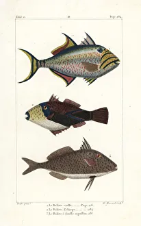 Queen triggerfish, wedge-tail triggerfish Queen triggerfish, wedge-tail triggerfish