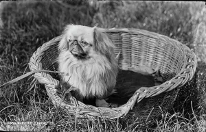 Pekingese Art Prints, Posters & Puzzles