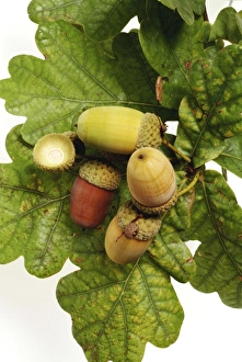 <b class=qtipBold><figcaption>Quercus sp., oak</figcaption></b><br>Ripe acorns and oak leaves. Photographed by Pat Hart, Summer 2003. Date:<br><em>© Mary Evans / Natural History Museum</em> Quercus sp., oak