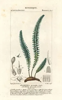 Quill moss or false fern moss, Cyathophorum bulbosum Quill moss or false fern moss, Cyathophorum bulbosum