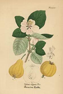 Medical Pharmaceutical Gallery: Quince, Cydonia oblonga