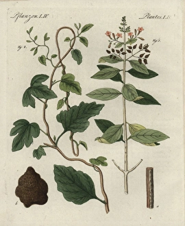 Quinine bark tree, Cinchona officinalis Quinine bark tree, Cinchona officinalis