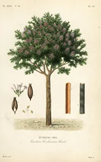 Quinine or cinchona bark, Cinchona officinalis Quinine or cinchona bark, Cinchona officinalis