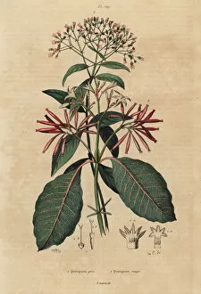 Rouge Gallery: Quinine tree and Ladenbergia oblongifolia