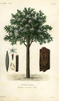 Quinine tree, ted cinchona or quina, Cinchona pubescens Quinine tree, ted cinchona or quina, Cinchona pubescens