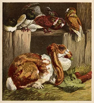 <b class=qtipBold><figcaption>Rabbit and Pigeons 1860S</figcaption></b><br>A lop-eared rabbit and some pigeons.<br><em>© Mary Evans Picture Library</em> Rabbit and Pigeons 1860S