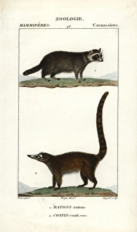Raccoon, Procyon lotor, and South American Raccoon, Procyon lotor, and South American