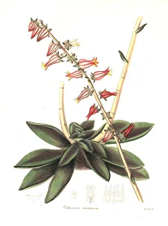 Racemose-flowered echeveria, Echeveria racemosa Racemose-flowered echeveria, Echeveria racemosa