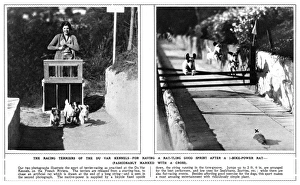 Racing terriers at the Du Var Kennels, French Riviera Racing terriers at the Du Var Kennels, French Riviera