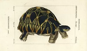 Stipple Collection: Radiated tortoise, Astrochelys radiata. Critically