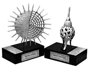Protista Gallery: Radiolaria models