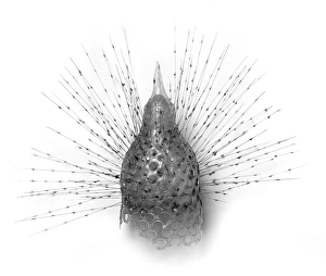 Protista Gallery: Radiolarian model