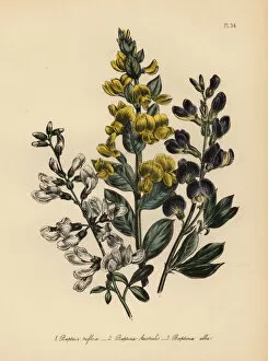 Humphreys Gallery: Rafnia and Baptisia species