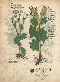 Ragwort or St. James wort and castor oil plant Ragwort or St. James wort and castor oil plant