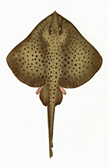 Raia montagui, or Spotted Homelyn Ray Raia montagui, or Spotted Homelyn Ray
