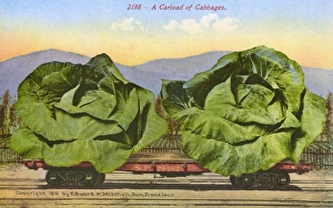 Oversize Gallery: Rail car transporting giant cabbages