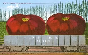 Oversize Gallery: Rail car transporting giant tomatoes