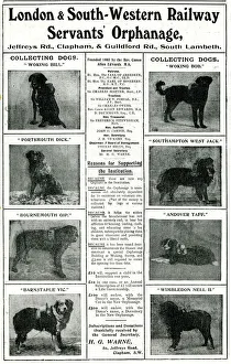 Railway Orphanage Charity Collecting Dogs Railway Orphanage Charity Collecting Dogs