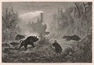 <b class=qtipBold><figcaption>Railways and Wild Boar</figcaption></b><br>In Sweden, a herd of wild boar are panicked by a railway train plowing through their forest habitat.<br><em>© Mary Evans Picture Library</em> Railways and Wild Boar