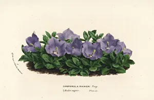 Rainer's bellflower, Campanula raineri Rainer's bellflower, Campanula raineri