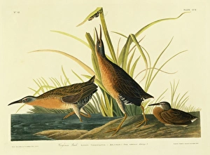 Rallus limicola, Virginia rail Rallus limicola, Virginia rail