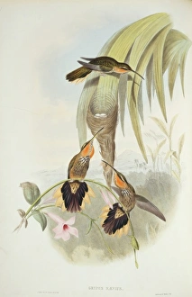 Ramphodon naevius, saw-billed hermit Ramphodon naevius, saw-billed hermit