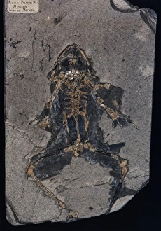 Fossils: The Key to the Past (British Museum Paperbacks)