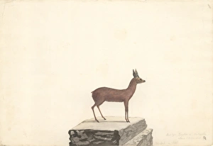 Cape Grysbok Cape Grysbok