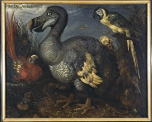 Raphus cucullatus, dodo, Ara macao, scarlet macaw Raphus cucullatus, dodo, Ara macao, scarlet macaw