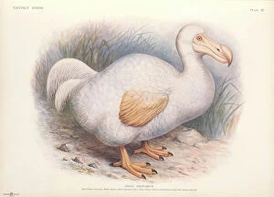 Raphus solitarius reunion white dodo