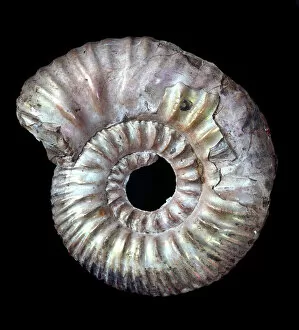 Ammonite Gallery: Rasenia uralensi, ammonite