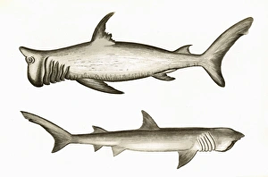 Rashleigh Shark and Broad-Headed Gazer Rashleigh Shark and Broad-Headed Gazer