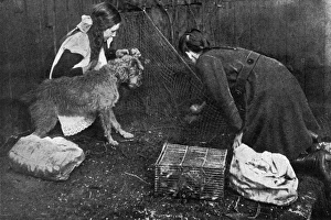 Rat catching on the home front during WWI Rat catching on the home front during WWI