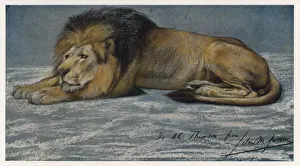 <b class=qtipBold><figcaption>Reclining Lion</figcaption></b><br>A subdued lion stretches out on the ground. (panthera leo)<br><em>© Mary Evans Picture Library</em> Reclining Lion