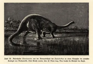 Reconstruction of a Diplodocus, Lower Cretaceous Reconstruction of a Diplodocus, Lower Cretaceous