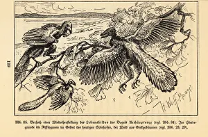 Reconstruction of extinct Archaeopteryx birds in a Reconstruction of extinct Archaeopteryx birds in a